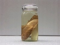 藏品(條鰨)的圖片